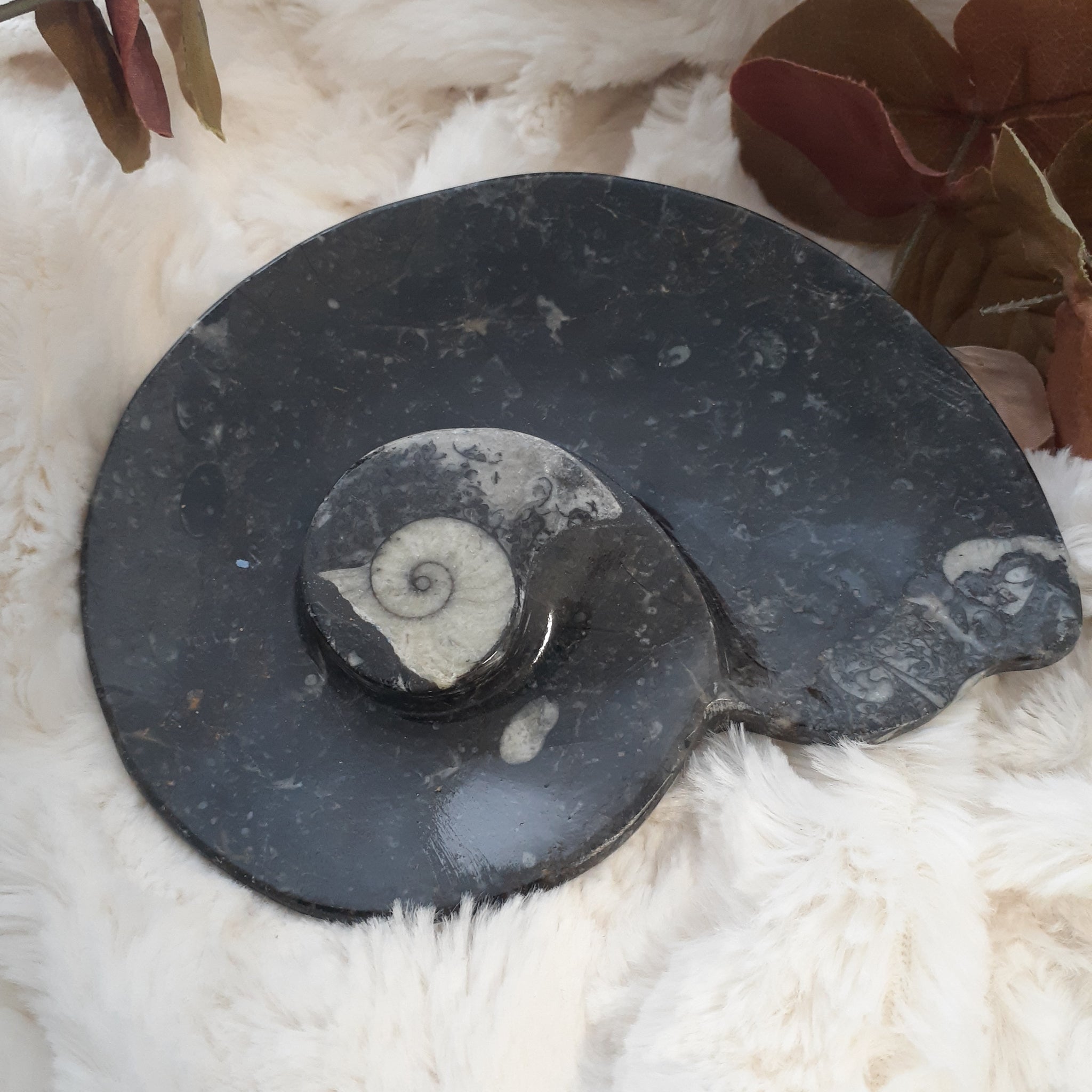 Ammonite Snail Dish