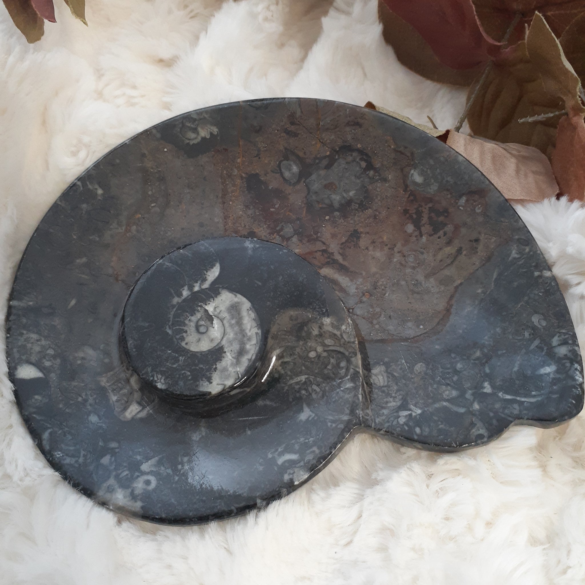 Ammonite Snail Dish