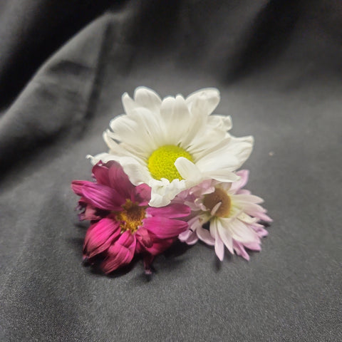 Daisy Flower Multi-Colored