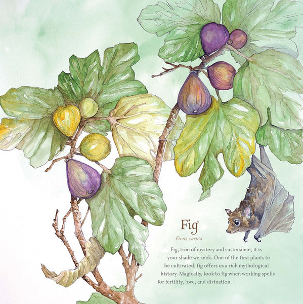 Llewellyns 2024 Hedgewitch Botanical Calendar By Llewellyn Publishing & Siolo Thompson