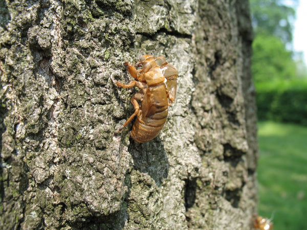 MRG Cicada Shell