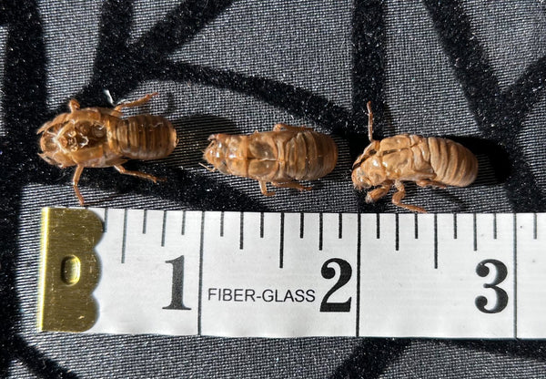 MRG Cicada Shell