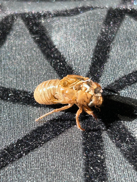 MRG Cicada Shell