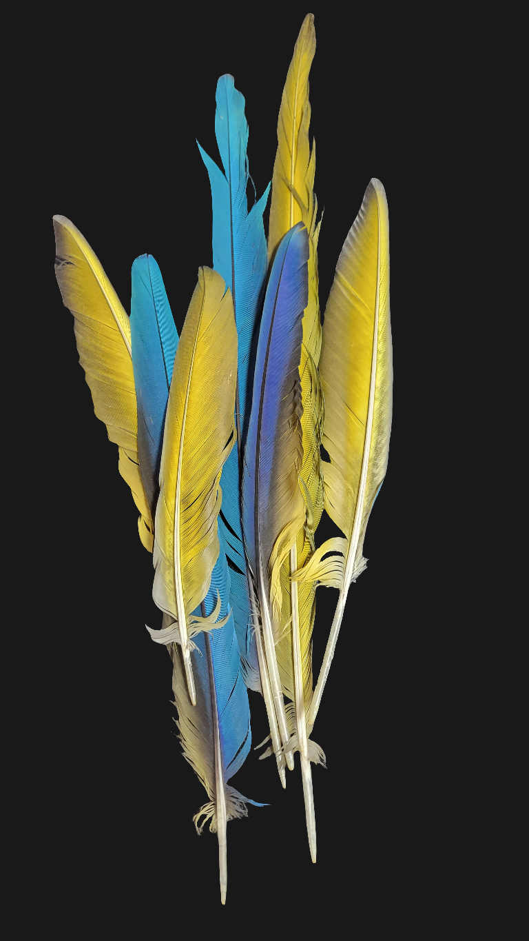 Blue and Gold Mccaw Feathers