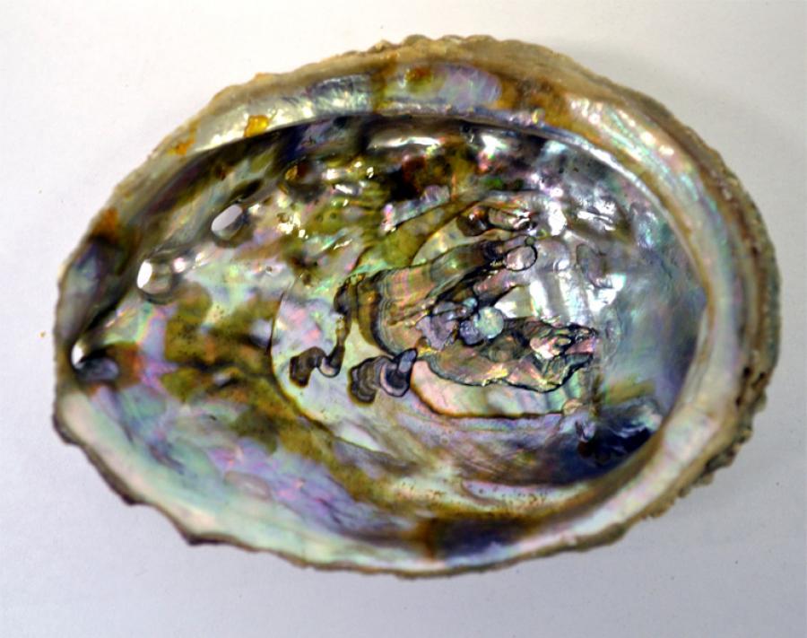 Abalone Shell LG