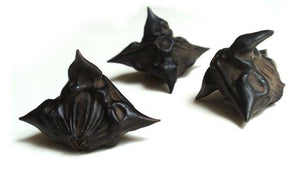 Bat Head Pod