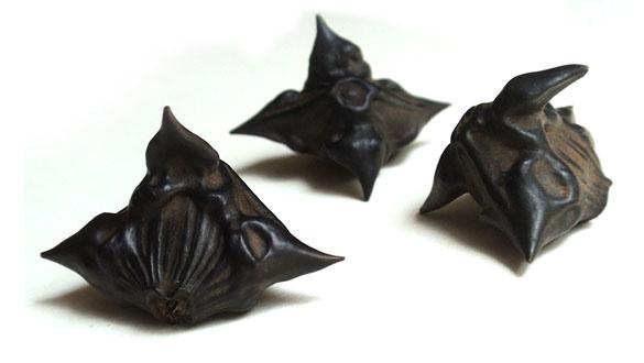 bat plant seed pods Bat Head Pod – Just Witchy's