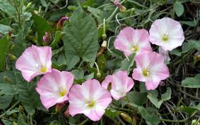 Bindweed