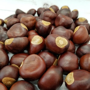 Buckeye Nut