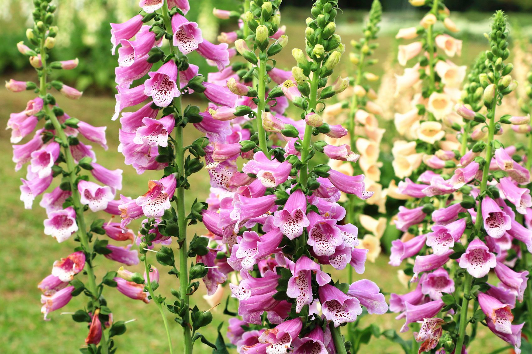 Foxglove Flower