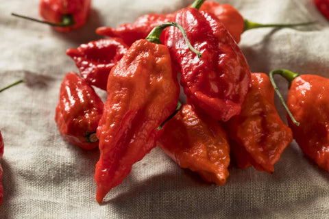 Ghost Pepper