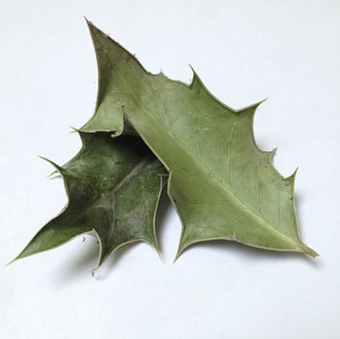 Holly Leaves