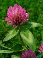 Red Clover