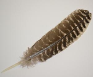 Turkey Barred Feather